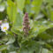 Lo spinacio di montagna (Chenopodium bonus-henricus)