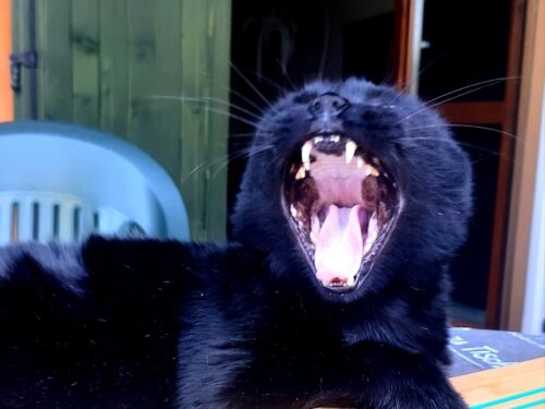 Chi ha paura del gatto nero?