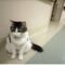 Oscar, il gatto che prevede la morte